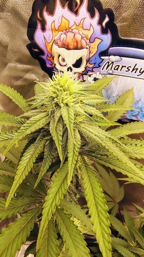 Papayton (papaya Gary Payton). Week 7