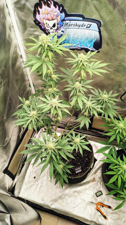 Papayton (papaya Gary Payton). Week 7