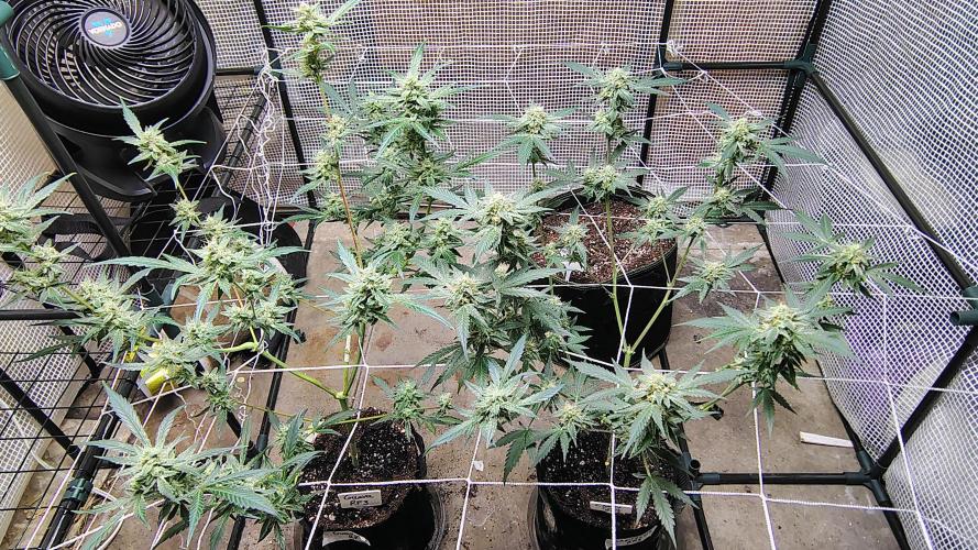 Guava and Cherry cola RF3 upgrades. Week 9