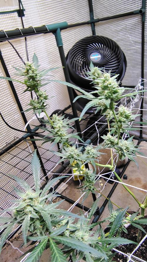 Guava and Cherry cola RF3 upgrades. Week 9