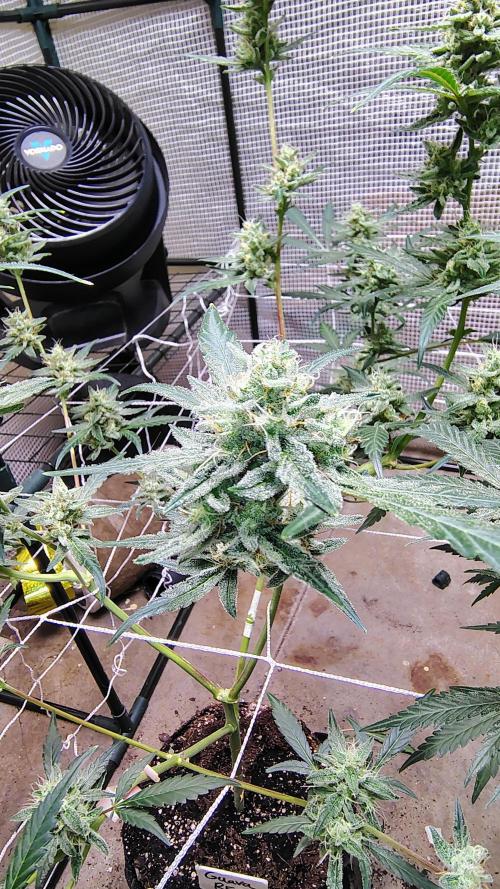 Guava and Cherry cola RF3 upgrades. Week 9