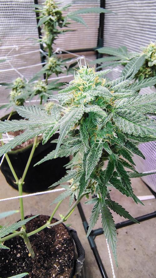Guava and Cherry cola RF3 upgrades. Week 9