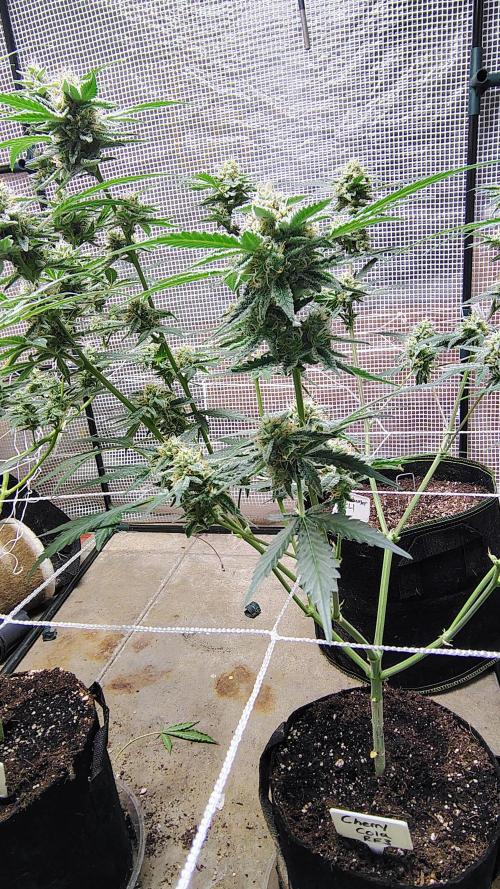 Guava and Cherry cola RF3 upgrades. Week 9