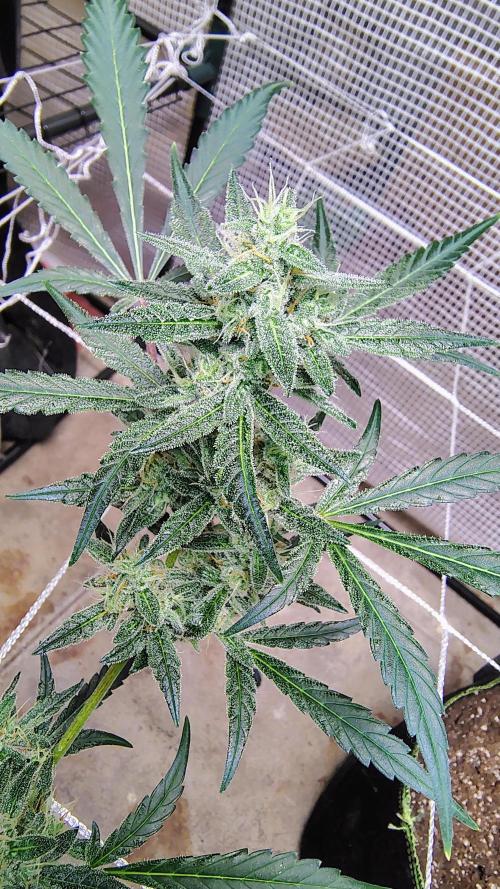 Guava and Cherry cola RF3 upgrades. Week 9