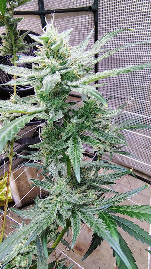 Guava and Cherry cola RF3 upgrades. Week 9