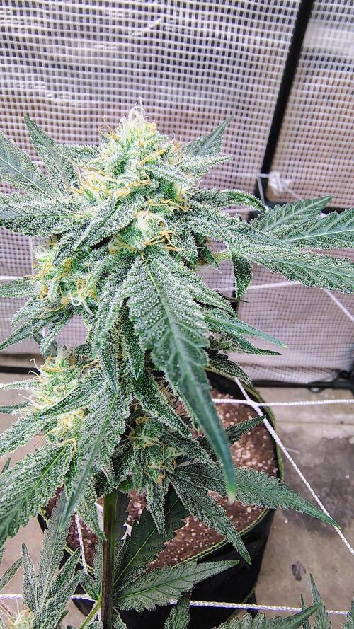 Guava and Cherry cola RF3 upgrades. Week 9