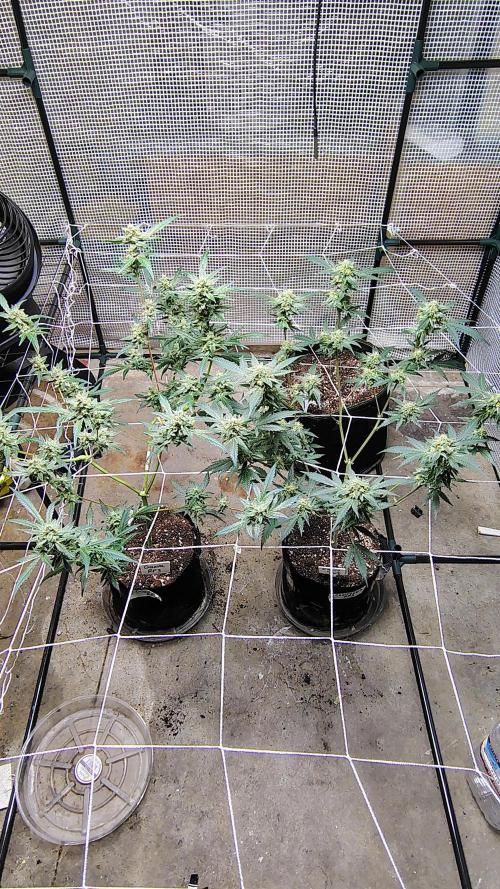 Guava and Cherry cola RF3 upgrades. Week 10