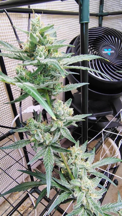 Guava and Cherry cola RF3 upgrades. Week 10 - Guava