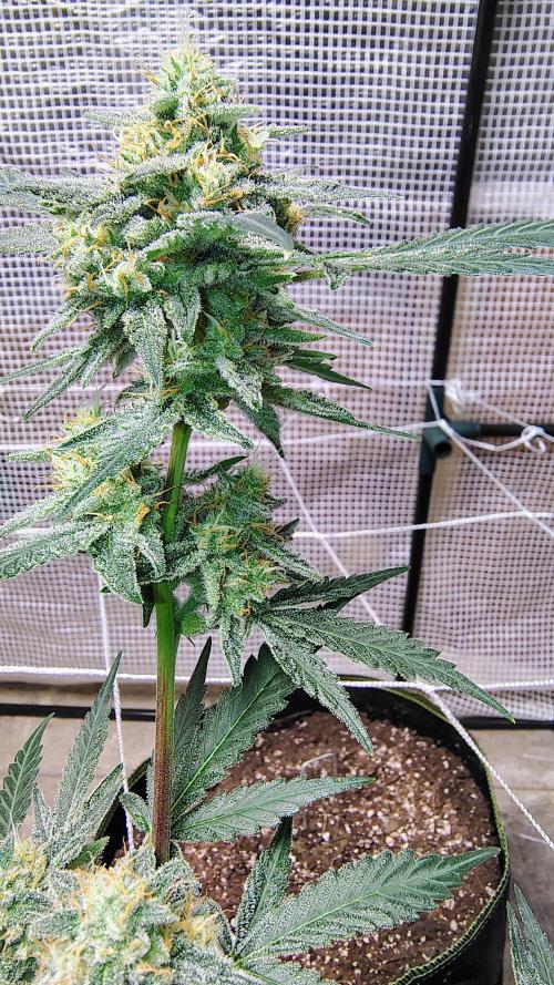 Guava and Cherry cola RF3 upgrades. Week 10 - Cherry cola