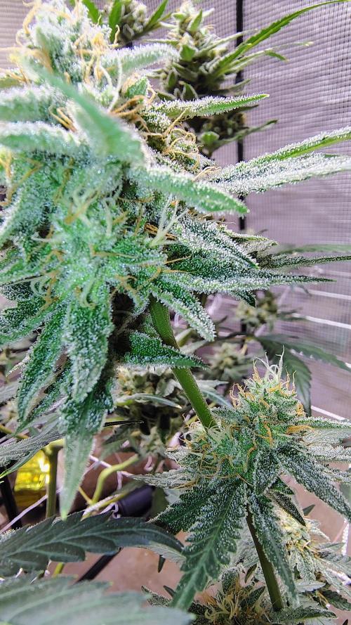 Guava and Cherry cola RF3 upgrades. Week 10 - Cherry cola