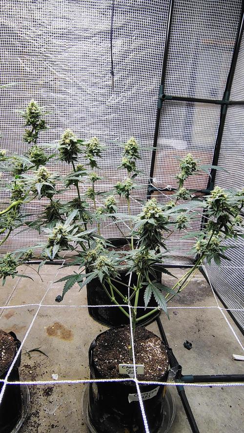 Guava and Cherry cola RF3 upgrades. Week 10
