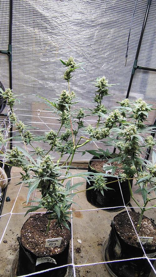 Guava and Cherry cola RF3 upgrades. Week 10