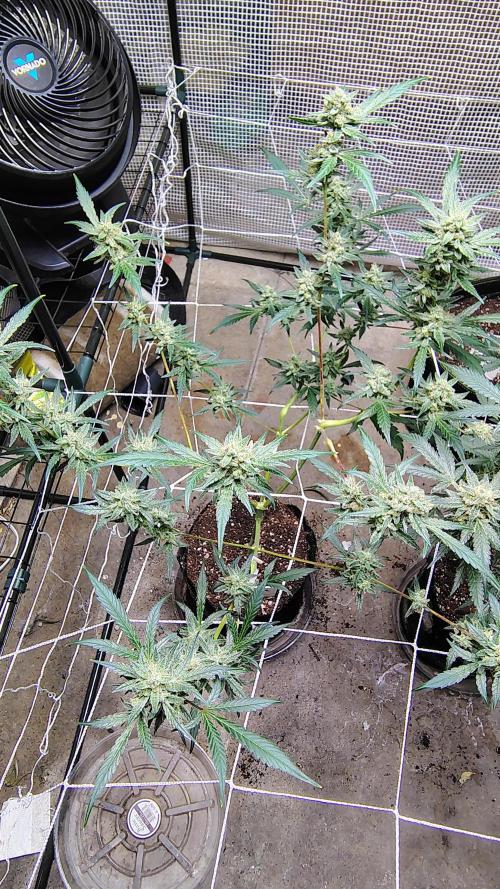 Guava and Cherry cola RF3 upgrades. Week 10