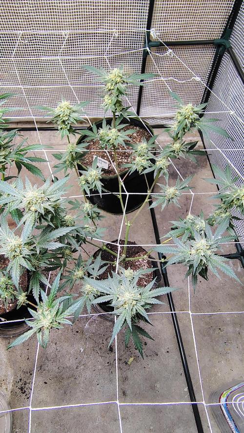 Guava and Cherry cola RF3 upgrades. Week 10