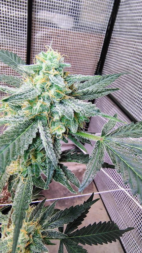 Guava and Cherry cola RF3 upgrades. Week 10