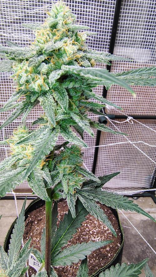 Guava and Cherry cola RF3 upgrades. Week 10