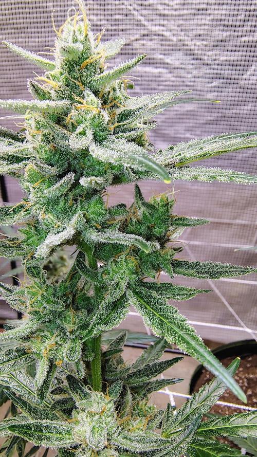 Guava and Cherry cola RF3 upgrades. Week 10
