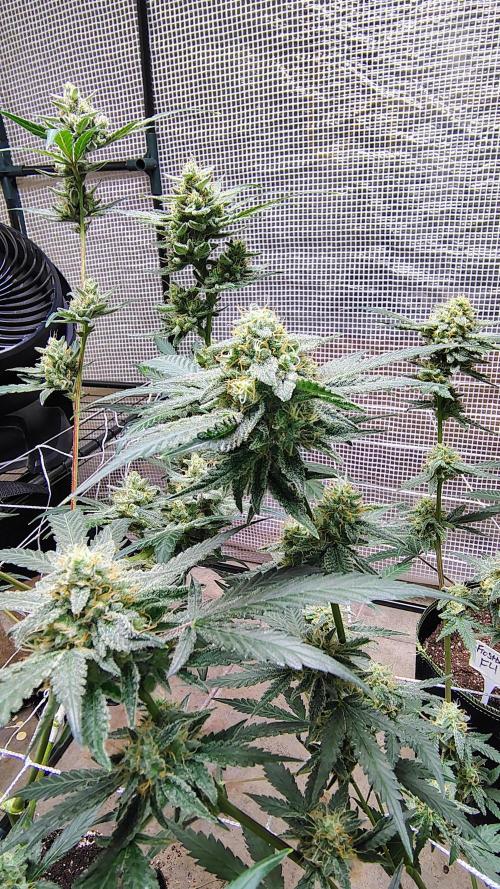 Guava and Cherry cola RF3 upgrades. Week 10