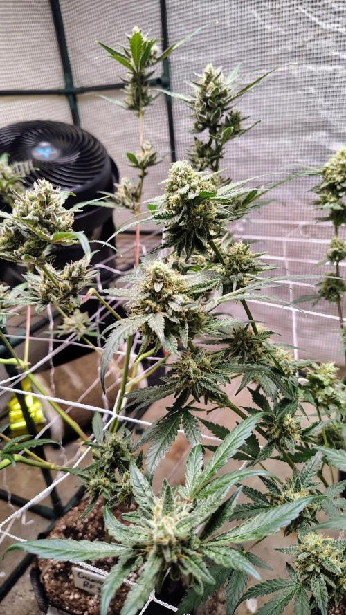 Guava and Cherry cola RF3 upgrades. Week 11