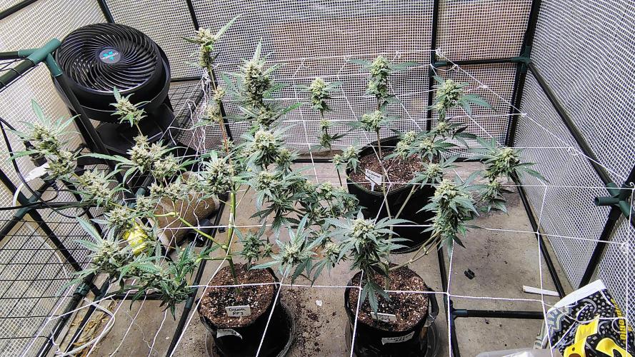 Guava and Cherry cola RF3 upgrades. Week 11