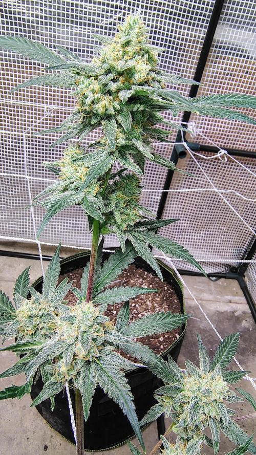 Guava and Cherry cola RF3 upgrades. Week 11