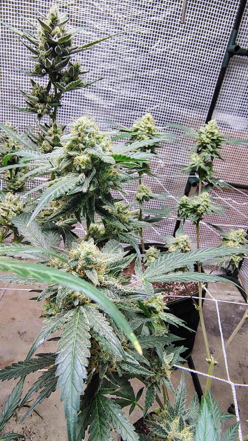 Guava and Cherry cola RF3 upgrades. Week 11