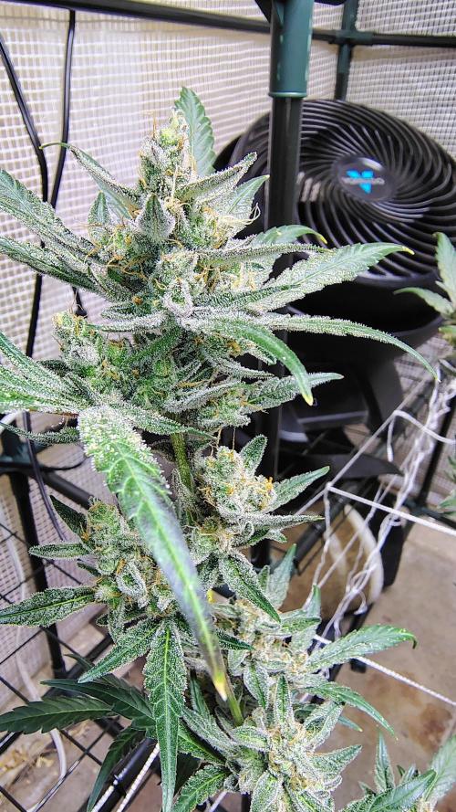 Guava and Cherry cola RF3 upgrades. Week 11