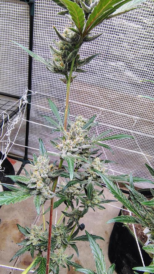 Guava and Cherry cola RF3 upgrades. Week 11