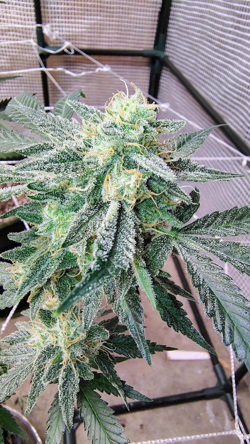 Guava and Cherry cola RF3 upgrades. Week 11