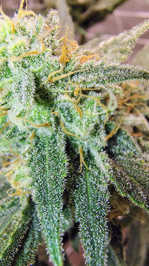 Guava and Cherry cola RF3 upgrades. Week 11