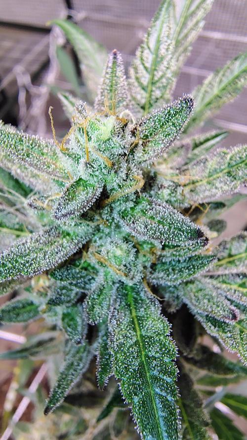 Guava and Cherry cola RF3 upgrades. Week 11