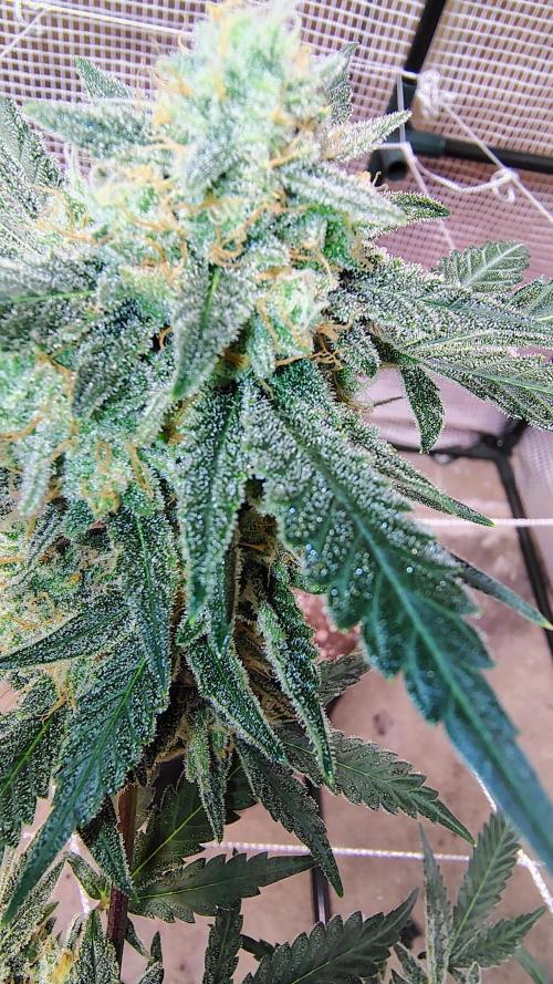 Guava and Cherry cola RF3 upgrades. Week 11