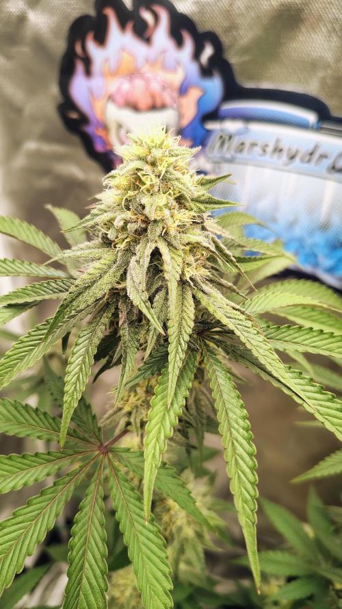 Papayton (papaya Gary Payton). Week 8
