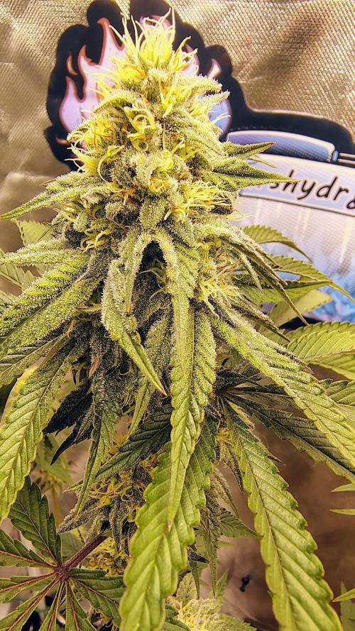 Papayton (papaya Gary Payton). Week 8