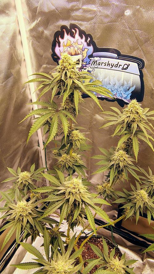 Papayton (papaya Gary Payton). Week 8