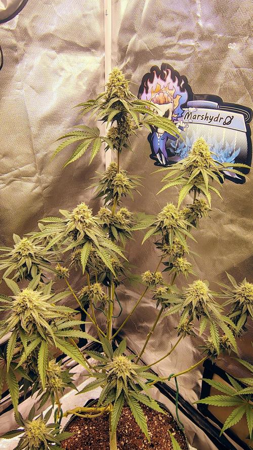 Papayton (papaya Gary Payton). Week 8