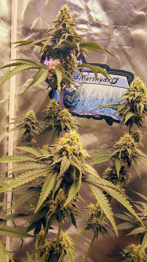 Papayton (papaya Gary Payton). Week 8