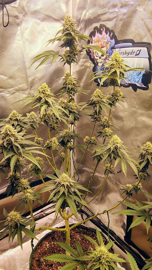 Papayton (papaya Gary Payton). Week 8