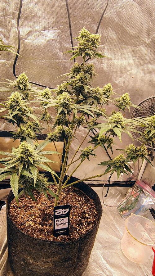 GG4 SHERBET. Week 8