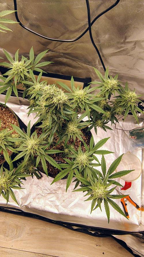 GG4 SHERBET. Week 8