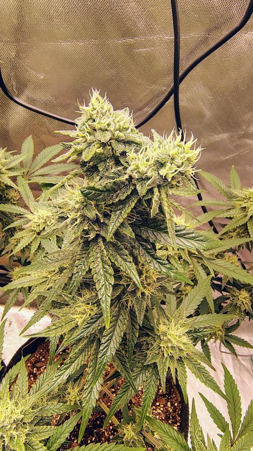 GG4 SHERBET. Week 8 - Double top