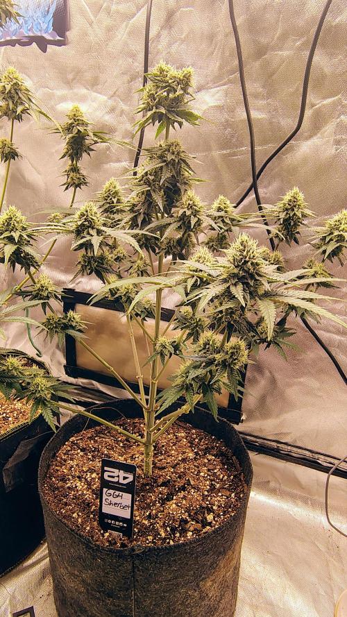 GG4 SHERBET. Week 8
