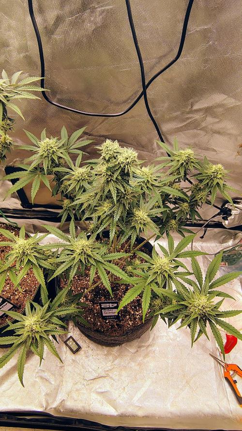 GG4 Sherbet FF. Week 8
