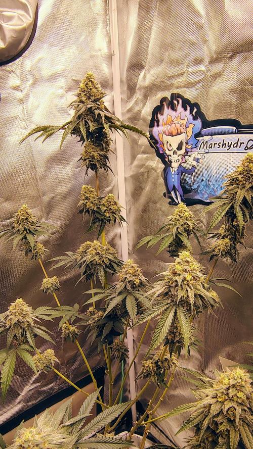 Papayton (papaya Gary Payton). Week 9