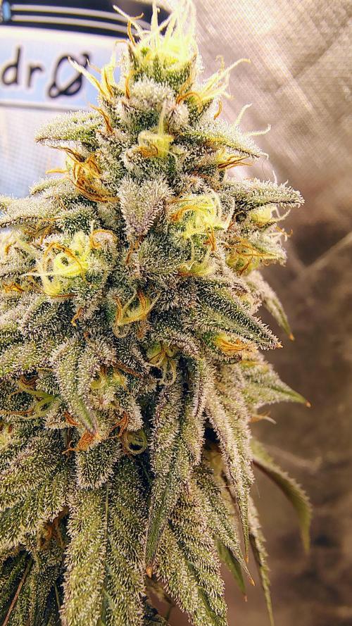Papayton (papaya Gary Payton). Week 9
