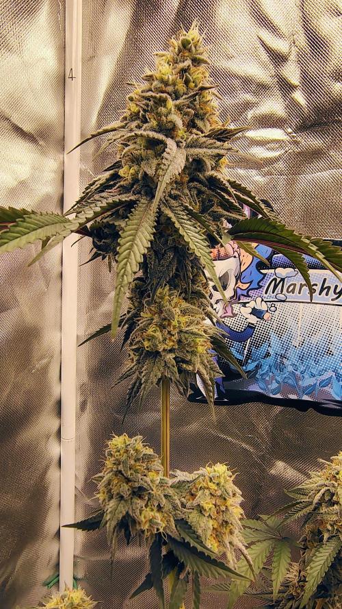 Papayton (papaya Gary Payton). Week 9
