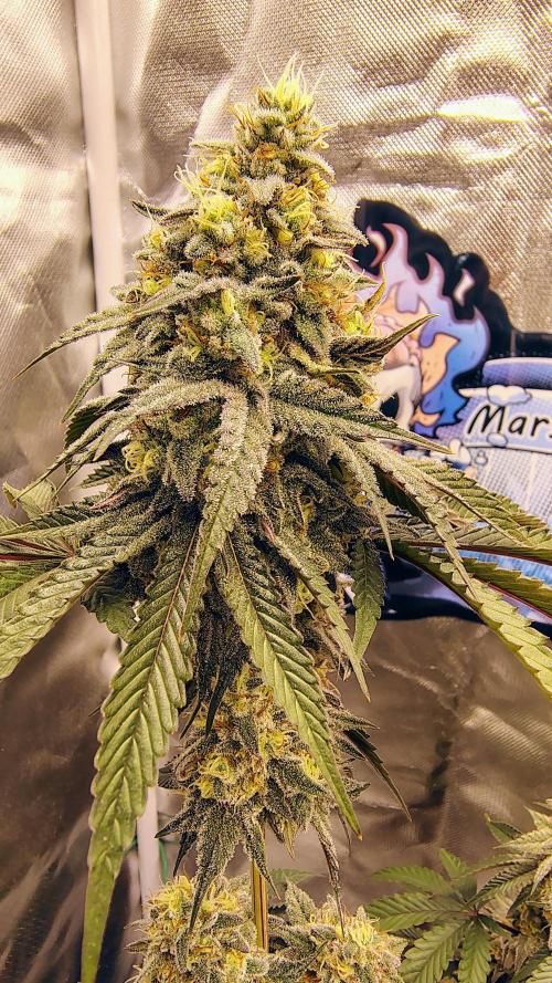 Papayton (papaya Gary Payton). Week 9