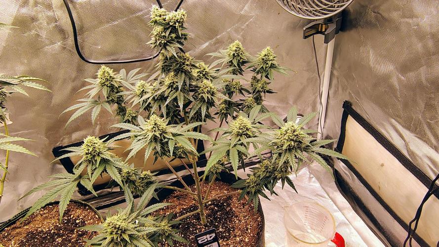 GG4 SHERBET. Week 9