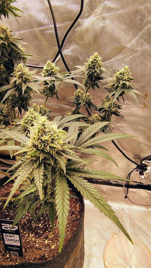 GG4 SHERBET. Week 9