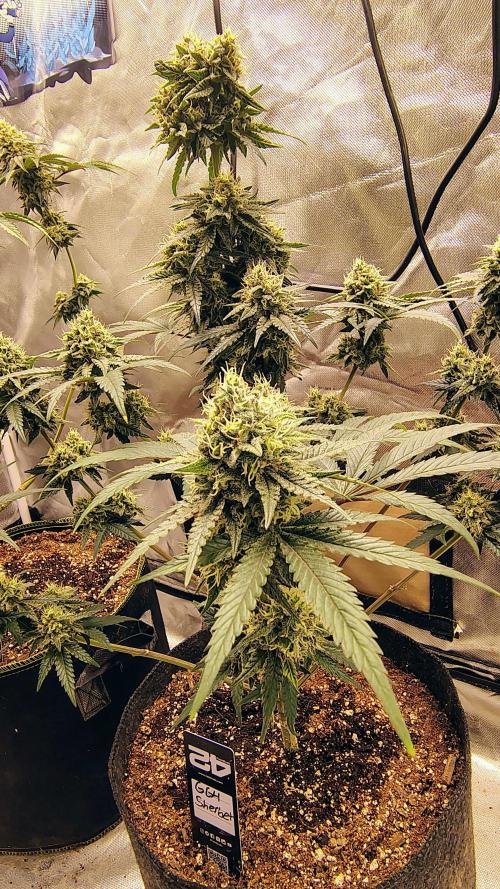 GG4 SHERBET. Week 9